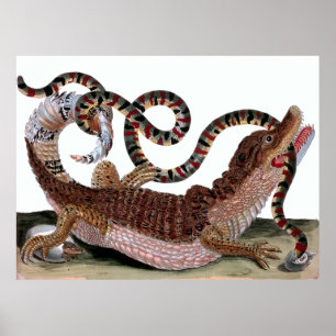 Poster Crocodile mangeant le serpent