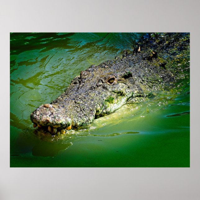 Poster Crocodile marin du Territoire du Nord (Devant)