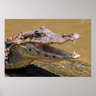Poster Crocodile souriant à Tortuguero - Costa Rica