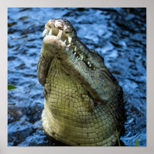 Poster Crocodile Teeth Water