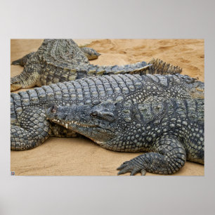 Poster Crocodiles