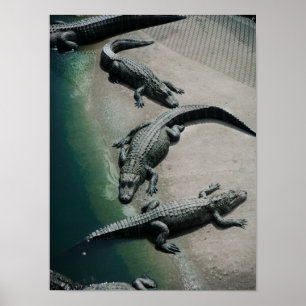 Poster Crocodiles reposant sur une faune de Riverbank