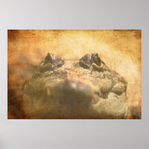 Crocodylus Moreletii Fermer