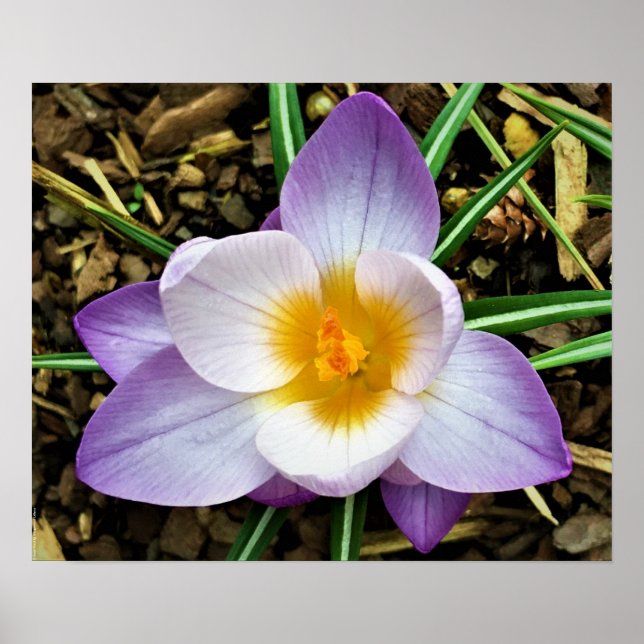 Poster Crocus, (Devant)