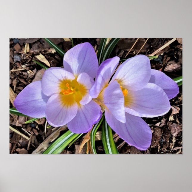 Poster Crocus, (Devant)