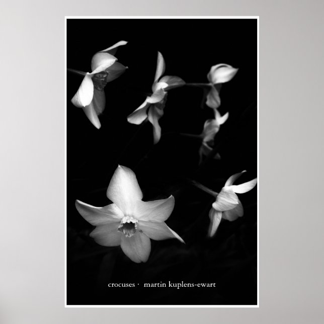Poster Crocus (Devant)