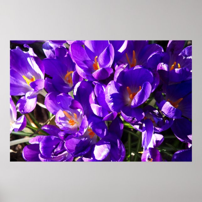 POSTER CROCUS DE PRINTEMPS (Devant)