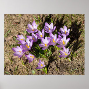 Poster Crocus de printemps mignons