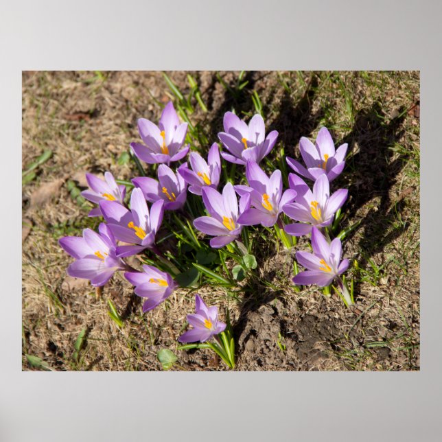 Poster Crocus de printemps mignons (Devant)