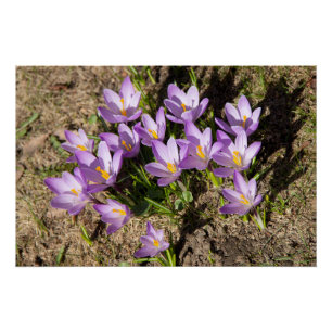 Poster Crocus de printemps mignons