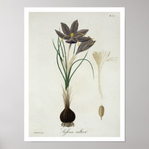Poster Crocus de safran de "Phytographie Medicale" par