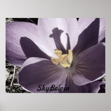 Crocus endormi