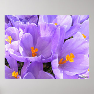 Poster Crocus gros caractères