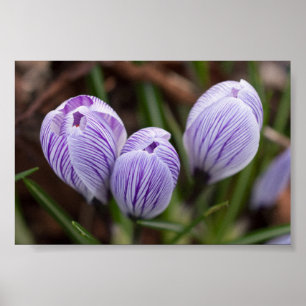 Poster Crocus non ouverts