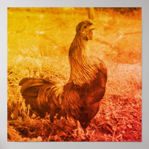 Poster Croisière de coq Vintage Sepia Farm Animal