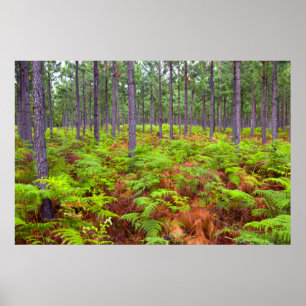 Poster Croissance du support commun (Pteridium Aquilinum)