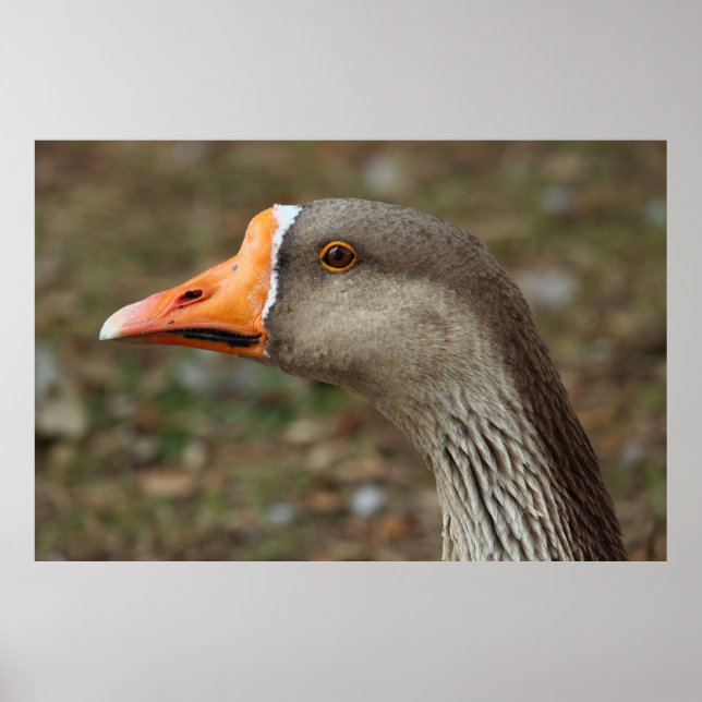 Poster Croix du cygne gris (Devant)