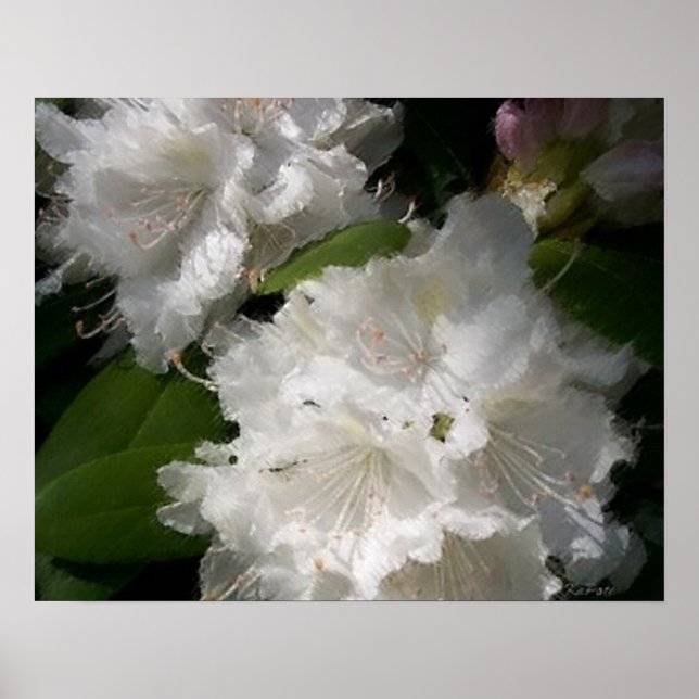 Poster Croquis blanc Rhododendrons doux (Devant)
