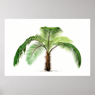 Poster Croquis botanique Palm Tree Art Vintage
