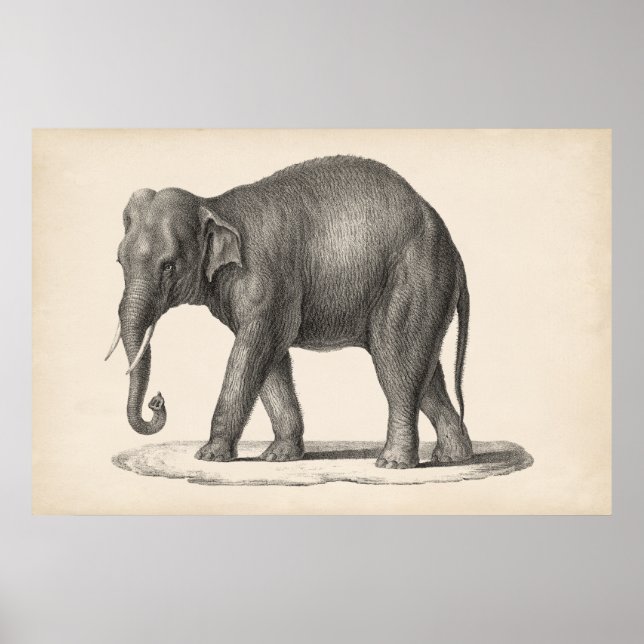 Poster Croquis Brodtmann Elephant (Devant)
