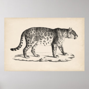 Poster Croquis Brodtmann Leopard