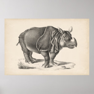 Poster Croquis Brodtmann Rhinoceros