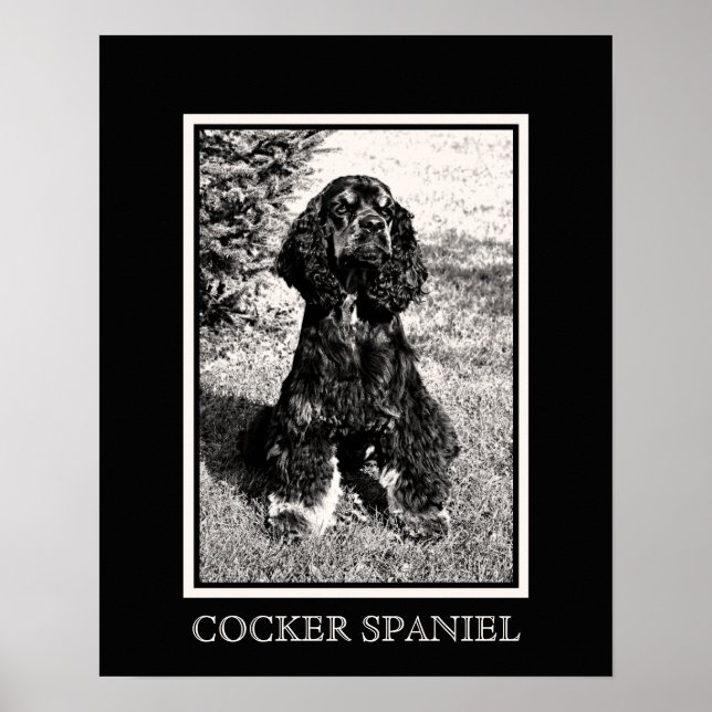 Poster Croquis Cocker Spaniel (Devant)