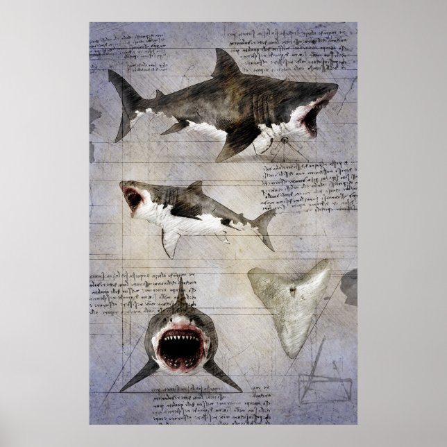 Poster Croquis de Megalodon (Devant)