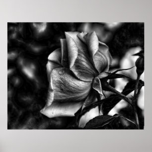 Poster croquis de rose en noir et blanc