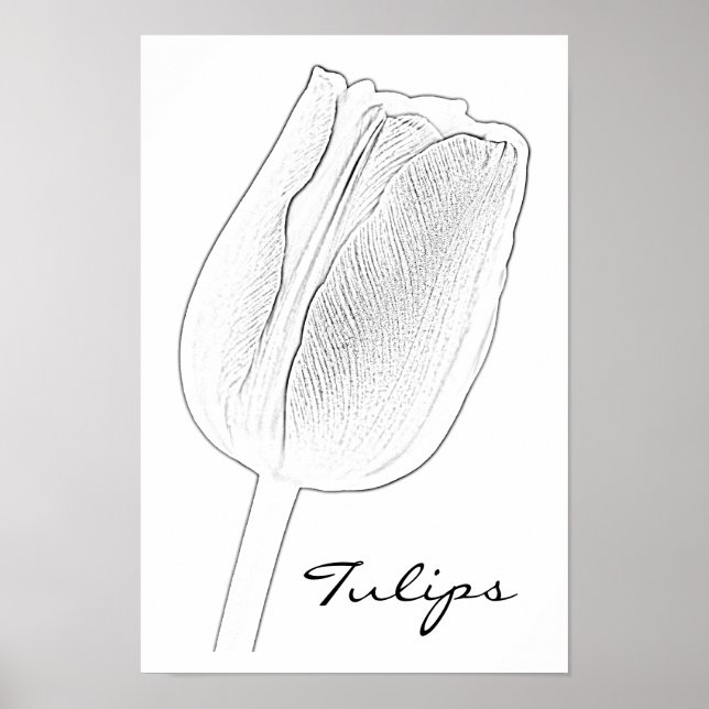 Poster Croquis de tulipe (Devant)