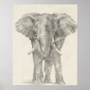 Poster Croquis éléphant