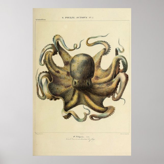 Poster Croquis zoologique Vintage d'octopus (Devant)