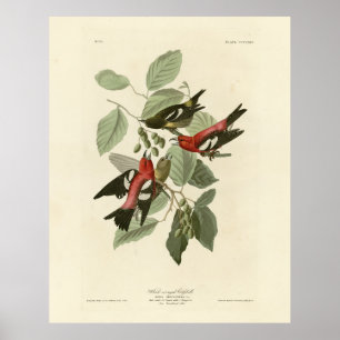 Poster Crossbill à ailes blanches, les oiseaux d'Amérique