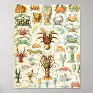 Poster Crostères Adolphe Millot