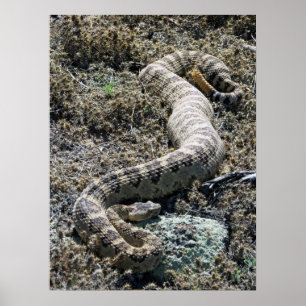 Poster Crotale