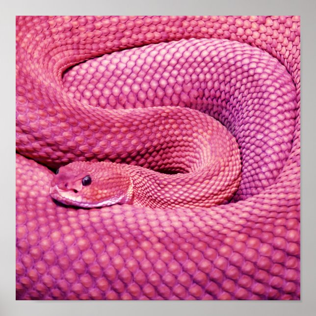 Poster Crotale Basilic Rose (Devant)
