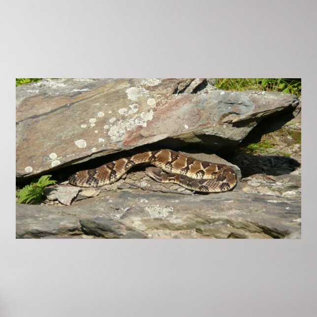 Poster Crotale dans le parc national de Shenandoah (Devant)