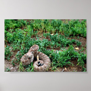 Poster Crotale de diamondback occidental