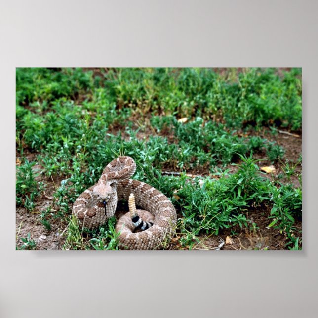Poster Crotale de diamondback occidental (Devant)