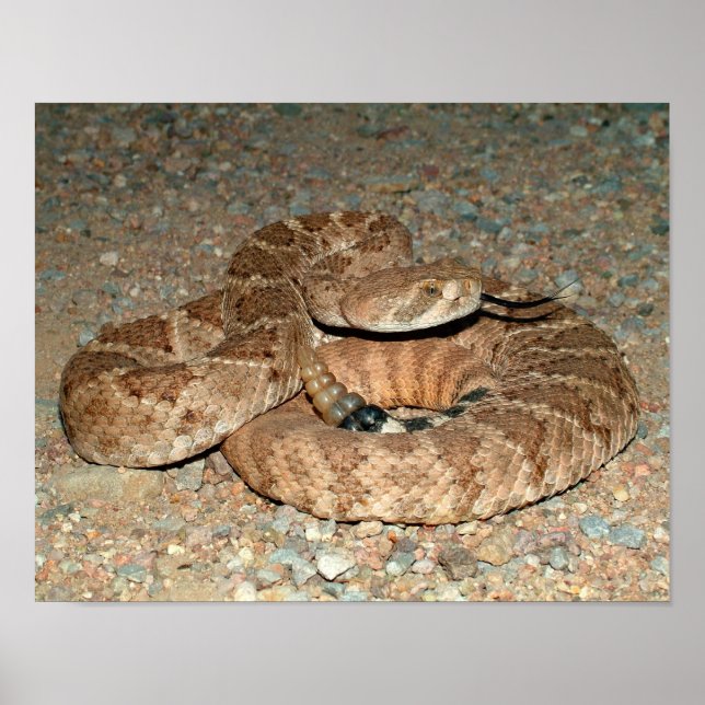 Poster Crotale de diamondback occidental (Devant)
