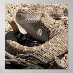 Poster Crotale Diamondback de l'Arizona
