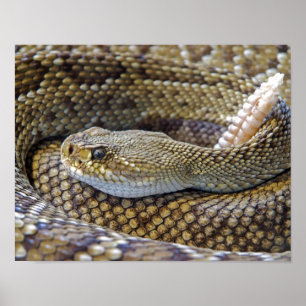 Poster Crotale photo