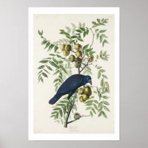 Poster Crow américain par Audubon