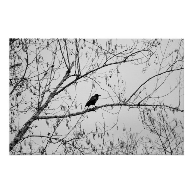 Poster Crow dans un Birch Tree (Devant)