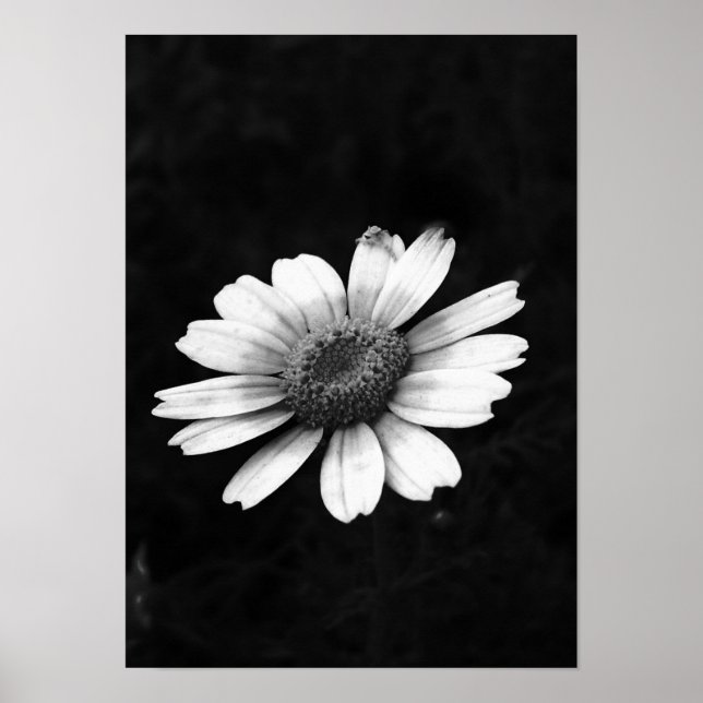 Poster Crown Daisy (Devant)