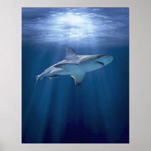 Poster Cruising Shark