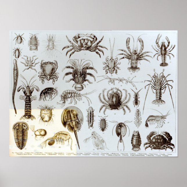 Poster Crustacea et Arachnida (Devant)