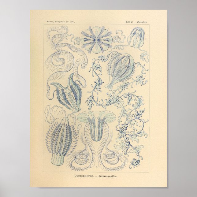 Poster Ctenophorae vintage Couleur Ernst Haeckel Imprimer (Devant)