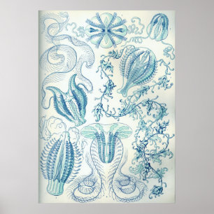Poster Ctenophore