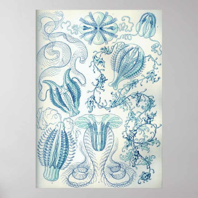 Poster Ctenophore (Devant)